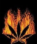 pic for WEED IN FIRE